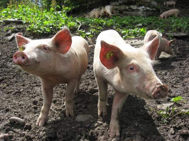 pig_happy_piglet_pets-709342.jpeg