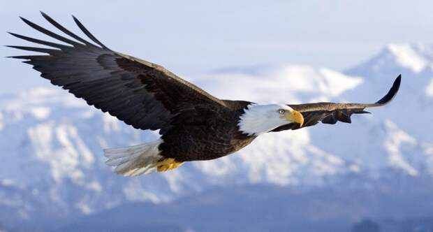 150994 animals bald eagle birds