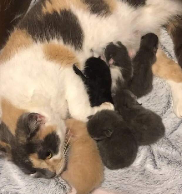 Кошка и шесть котят