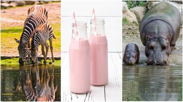 А вы знали, почему у зебр и бегемотов розовое молоко?