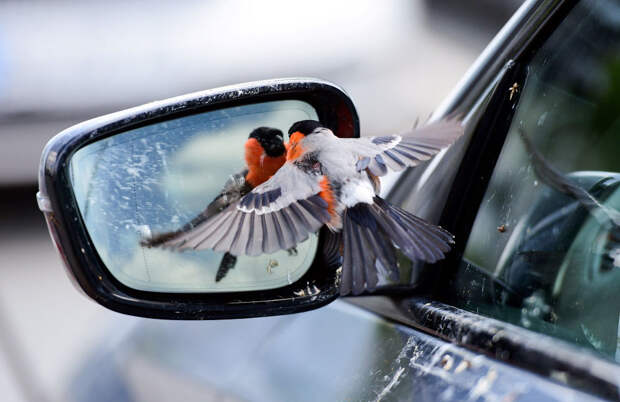 GERMANY-WEATHER-NATURE-BIRD