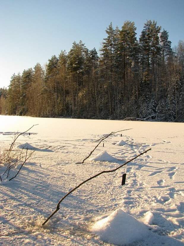 Отпуск в лесу