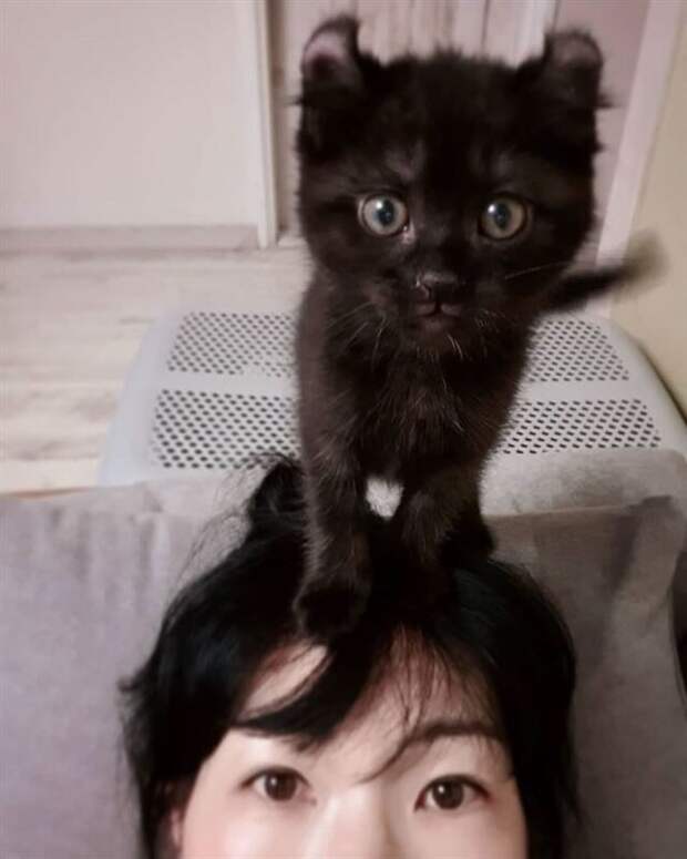 Грациозные чёрные кошки и котики