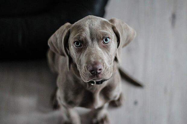 Собака. Фото pixabay.com