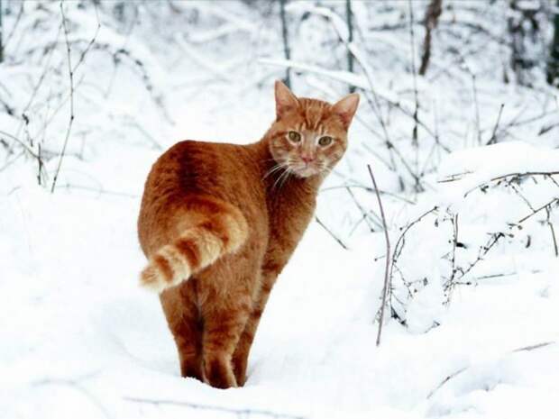 Коты,кошки,котята...