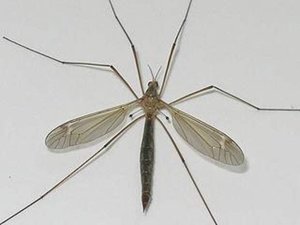 Опасен ли большой комар-долгоножка?