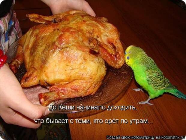 Котоматрицы
