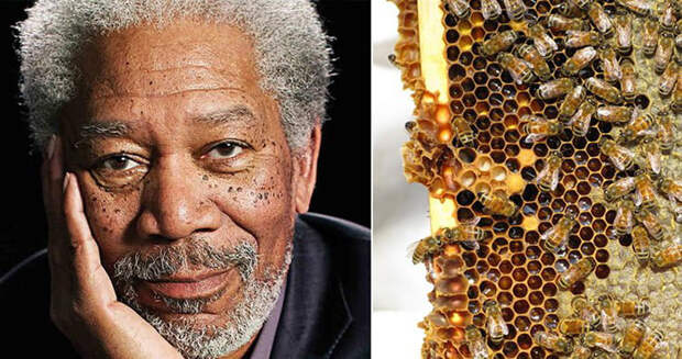 morgan freeman beekeeper