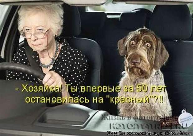 Сборка котоматриц