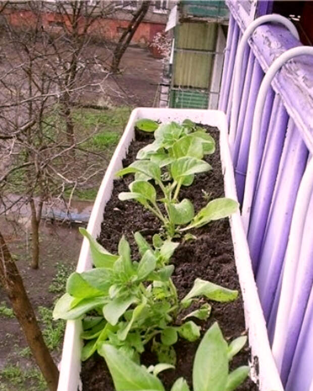Правила выращивания рассады на балконе или подоконнике