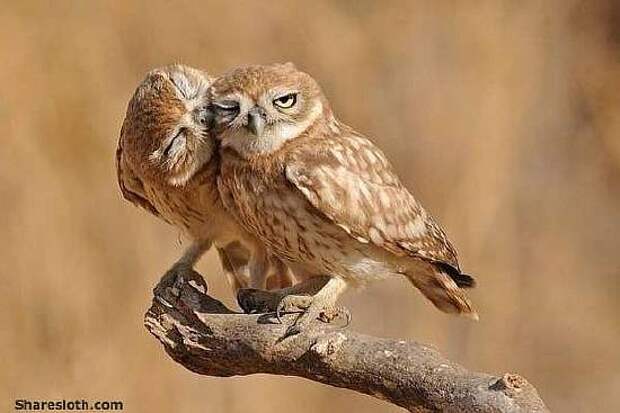 kissing-owls