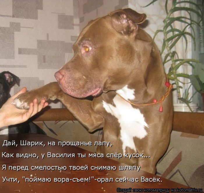 Лучшие котоматрицы недели (50 фото)