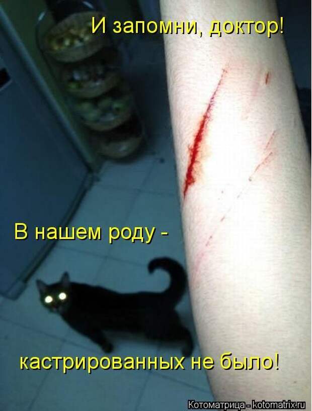 Котоматрицы (картинки с подписями)
