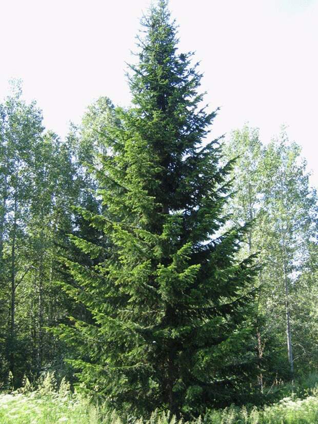 у-деревьев-можно-зарядиться-энергией (525x700, 171Kb)