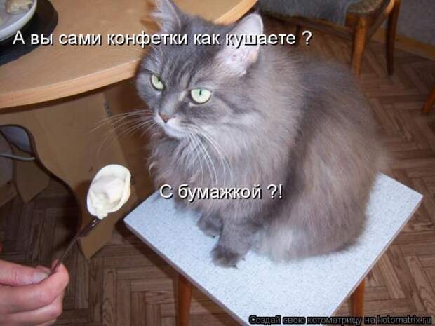 Лучшие котоматрицы недели (50 фото)