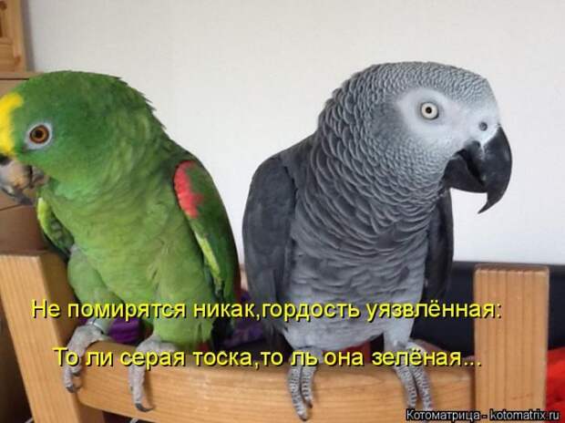 Лучшие котоматрицы недели (50 фото)