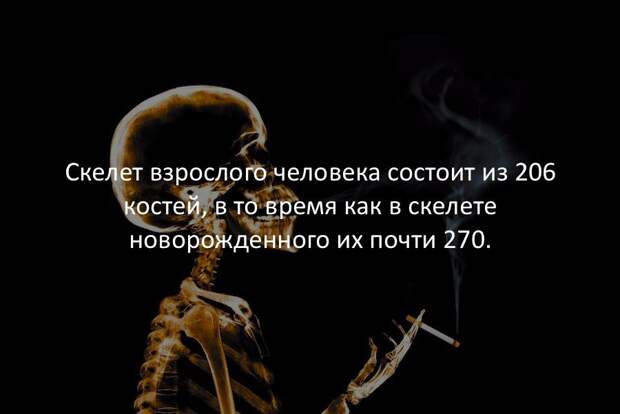 Интересные факты в картинках