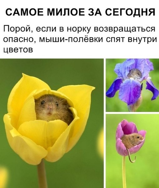 картиночки