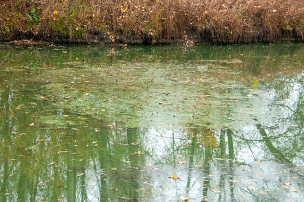 В Краснодарском крае нашли останки древней амфибии