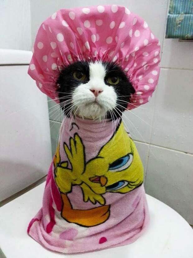 Дикие и домашние животные купаются