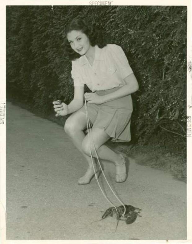 Молодая женщина выгуливает своего питомца омара история, ретро, фото, это интересно