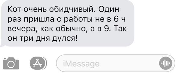 Записки ветеринара. Смешные жалобы хозяев на своих кошек породы мейн кун