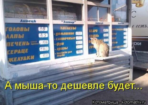 Свежая котоматрица для всех (31 шт)