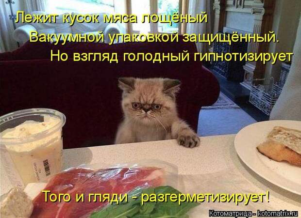 Лучшие котоматрицы недели (50 фото)