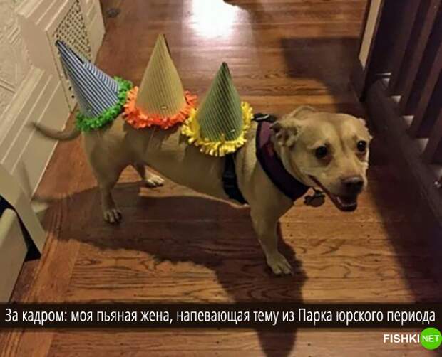 34 самых смешных собачьих фото, известных человечеству животные, мемы, собаки, юмор