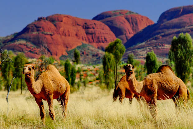 Дикие австралийские верблюды