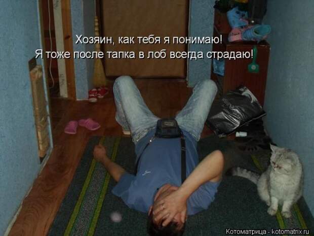 Лучшие котоматрицы недели (50 фото)