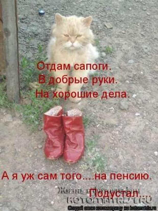 Сборка котоматриц