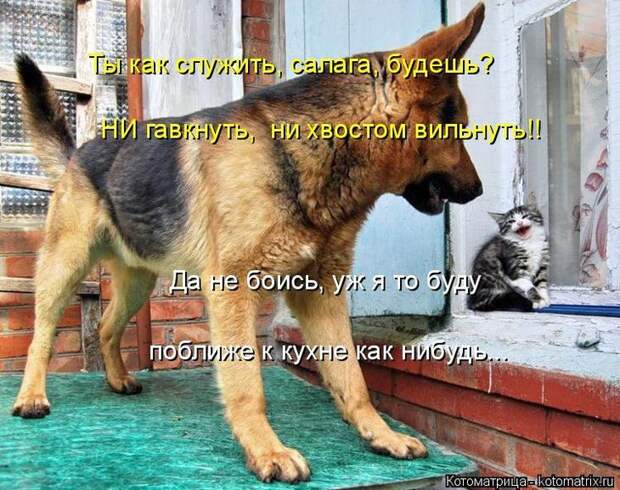 Котоматрицы