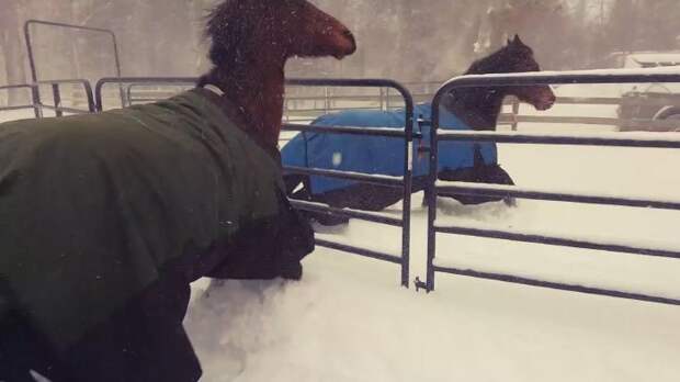 Наших героев - укрытых тёплой попоной лошадок, выпустили на прогулку видео, животные, забавно, лошади, реакция, смешное, снег, юмор