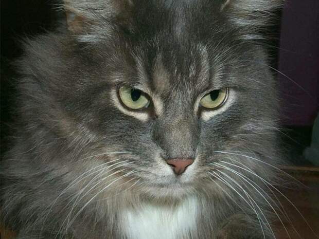 Коты,кошки,котята...
