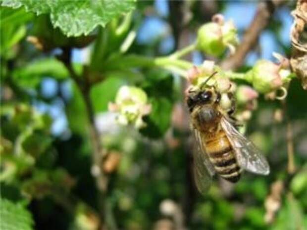 Урожайность кустов во многом зависит от того, насколько качественно пчелы занимались опылением