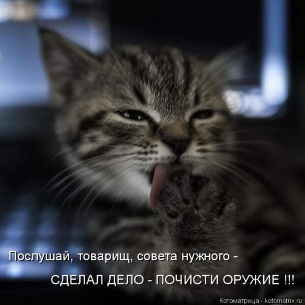 Лучшие котоматрицы недели (50 фото)