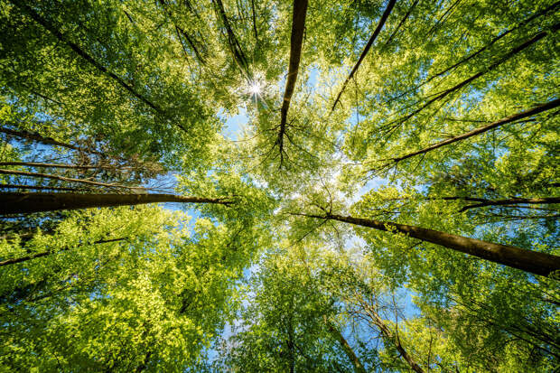 TFP: прогулки среди деревьев снижают стресс