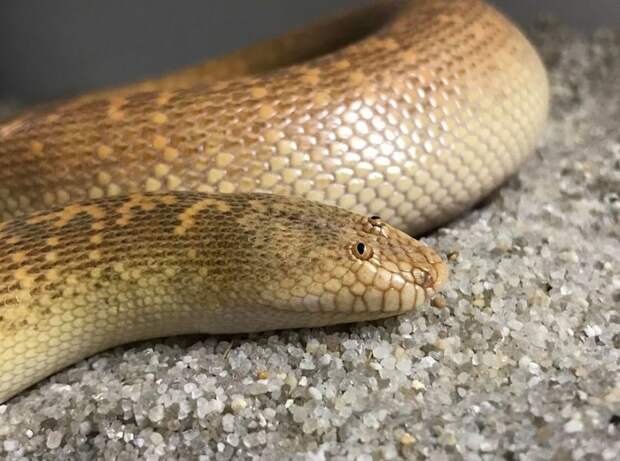 Змея, которая выглядит настолько странно, что ее называют самым нелепым животным