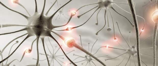 Взрослый мозг содержит около 30% молчащих синапсов