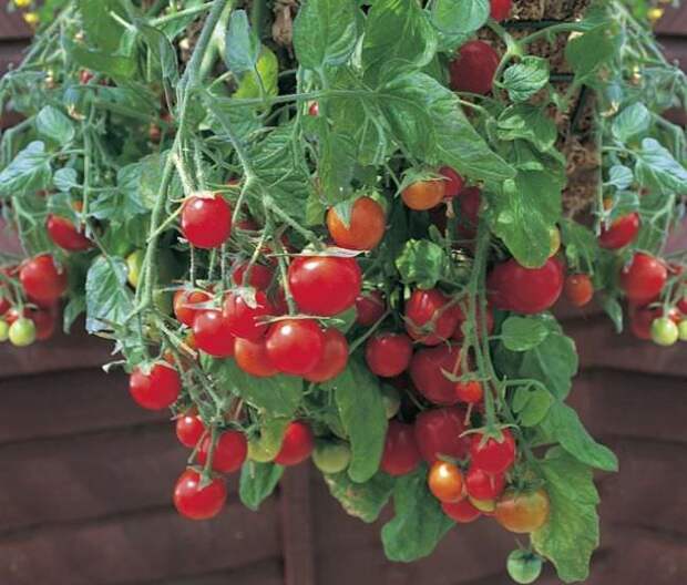 Выращивание томатов «вниз головой» не влечет за собой особых условий, сложностей в уходе