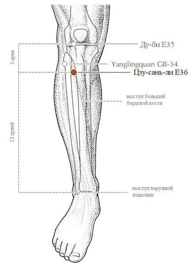 Точки долголетия на теле человека фото с описанием костей и органов