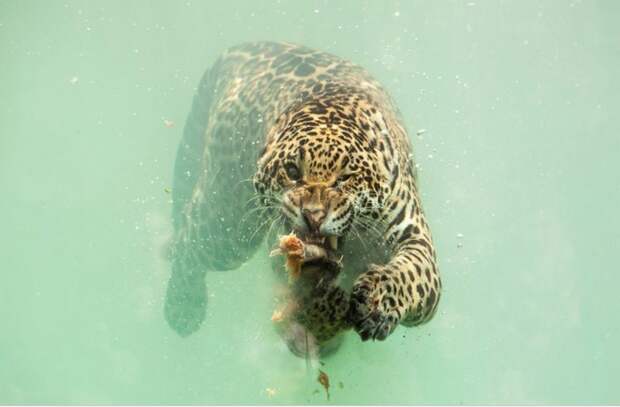 Удивительные кадры: ягуар нырнул за рыбой в воду