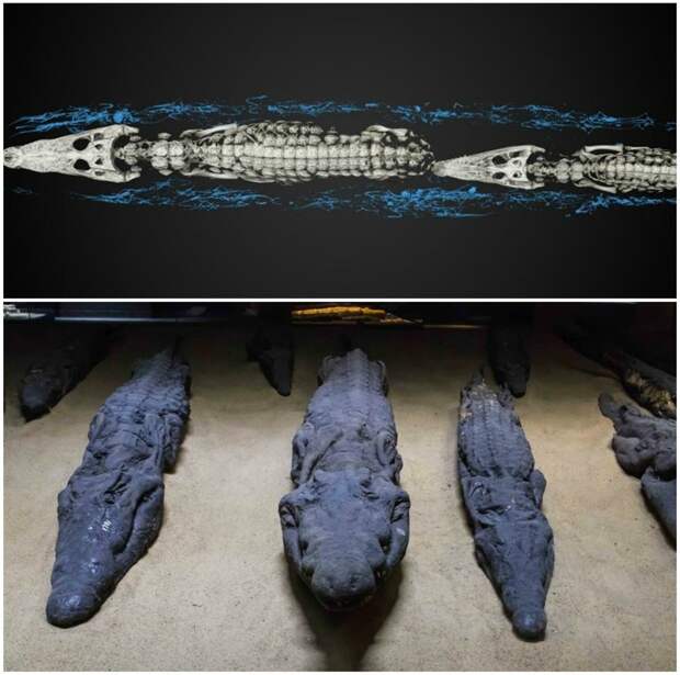 Мумии крокодилят археологи, археология, древний египет, древность, загадки, история, находки, раскопки
