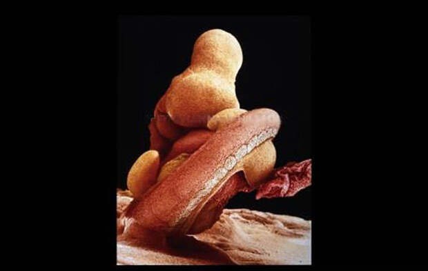 Рождение новой жизни в фотографиях