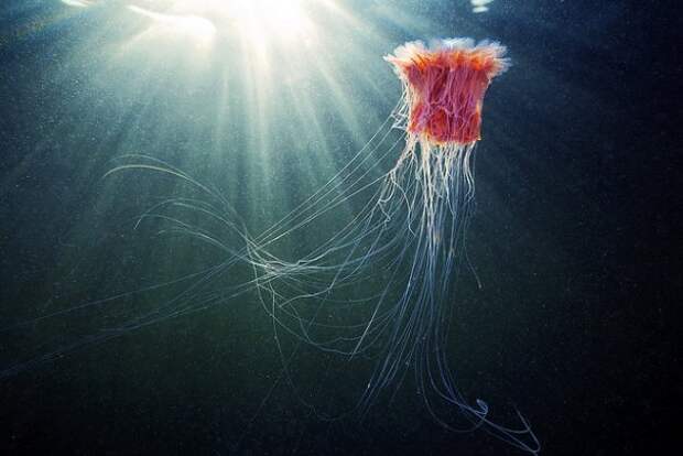 Необычные подводные фото - медузы на фоне неба - №4