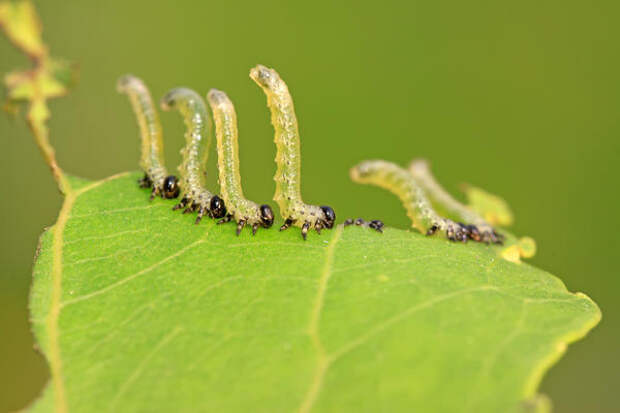 Личинки пилильщика активно поедают молодые листья