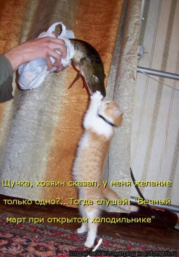 Лучшие котоматрицы недели (50 фото)