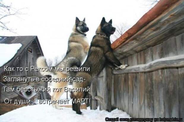 Котоматрицы (картинки с надписями)