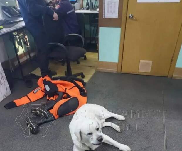 В Москве спасли провалившихся под лед женщину с собакой